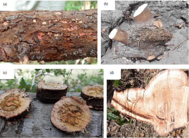 Image for - Fusarium Wilt Disease: An Emerging Threat to Cashew Nut Crop Production in Tanzania