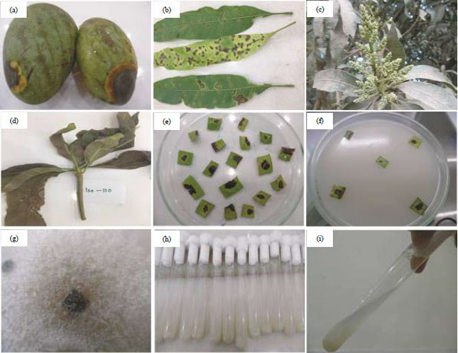Image for - Morphological Characterization of Colletotrichum gloeosporioiedes Identified from Anthracnose of Mangifera indica L.