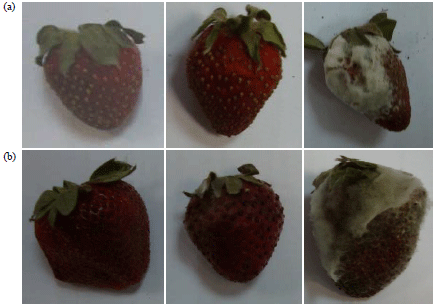 Image for - Spectral and Molecular Studies on Gray Mold in Strawberry