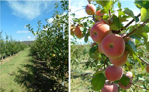 Image for - Survey of Viral Infection of Apple in Shida Kartli Region of Georgia