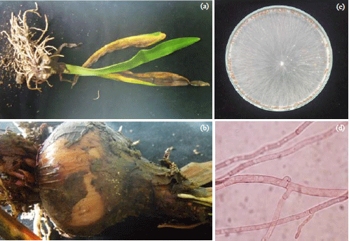 Image for - Bulb Rot of Amaryllis Caused by Sclerotium rolfsii and Effect of Fungicides on in vitro Inhibition of Mycelial Growth