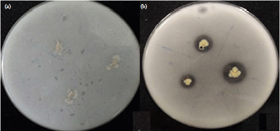 Image for - Potential of Endophytic and Rhizobacteria as an Effective Biocontrol for Ralstonia syzygii subsp. syzygii