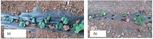 Image for - Control of Soil-borne Pathogens by Soil Fumigation with Paraformaldehyde (Fogidesfarm) as Alternative to Methyl Bromide