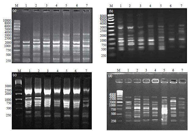 Image for - Multilocus Genetic Techniques, RAPD-PCR and ISSR-PCR Markers and Polygalacturonase Activity as Tools for Differentiation Among Alternaria solani Isolates on Tomato Fruits and Relation to their Pathogenicity in Egypt