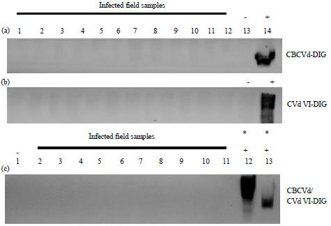 Image for - Diagnostic Parameters of Northern Blot Hybridization Technique for Detection of Citrus Viroids in Field-grown Plants