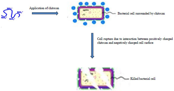 Image for - Chitosan for Eco-friendly Control of Plant Disease
