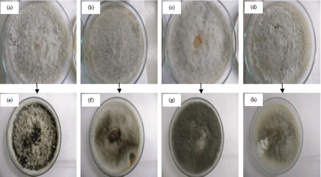 Image for - Morphological Characterization of Colletotrichum gloeosporioiedes Identified from Anthracnose of Mangifera indica L.