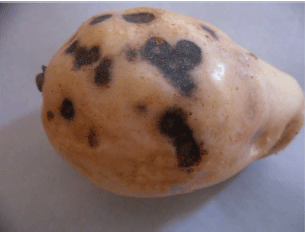 Image for - A Novel Isolate of Phyllosticta capitalensis Causes Black Spot Disease on Guava Fruit in Egypt