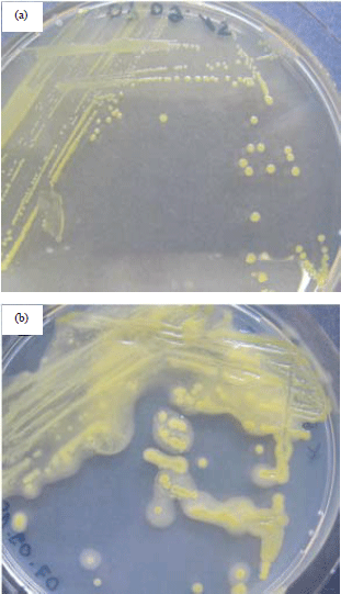 Image for - Diagnostic Approach and Genetic Diversity of JackFruit Bronzing Bacterium in Malaysia