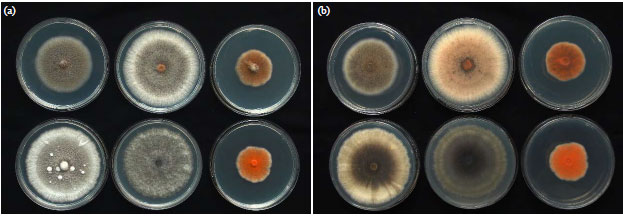 Image for - Identification of Colletotrichum Species Associated with Chili Anthracnose in Indonesia by Morphological Characteristics and Species-Specific Primers