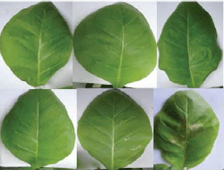 Image for - Diagnostic Approach and Genetic Diversity of JackFruit Bronzing Bacterium in Malaysia