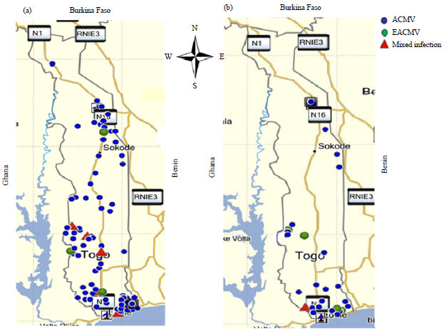 Image for - Identification and Incidence of Cassava Mosaic Begomoviruses in Togo
