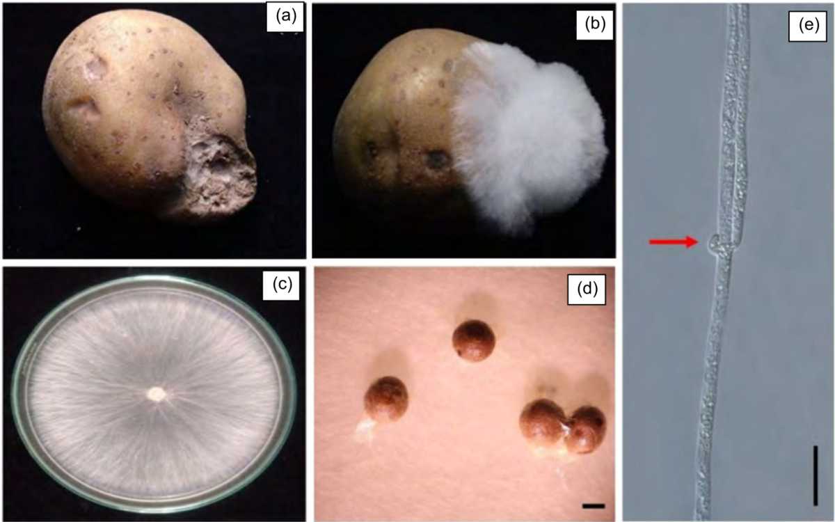 Image for - In vitro Evaluation of Fungicides and Wood Vinegar to Control Sclerotium rolfsii Causing Potato Sclerotium Rot Disease