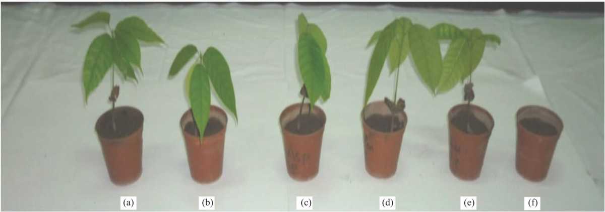 Image for - Biocontrol of Seed Decay, Seedling Damping-off and Plant-Growth Promotion of Cocoa Seedlings with Antagonistic Microbes