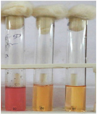 Image for - Molecular Characterization of Marine Streptomyces enissocaesilis Capable of L-asparaginase Production