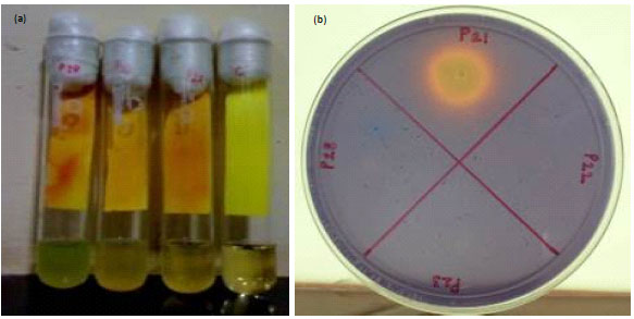 Image for - Isolation of Fluorescent  Pseudomonas spp. from  Diverse Agro-Ecosystems of India and Characterization of their PGPR Traits