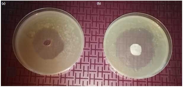 Image for - Antimicrobial Activity of Essential Oil Against Rhizobium (Agrobacterium) vitis Using Agar Well and Disc Diffusion Method