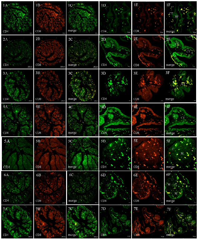 Image for - T Lymphocyte Selection is Indispensible for the Development of Goose Bursa of Fabricius