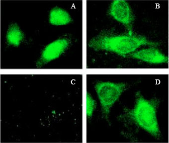 Image for - Improved in vitro Membrane Translocation Peptide Assays