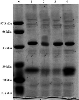 Image for - Studies on Acid Stress Tolerant Proteins of Cyanobacterium
