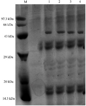 Image for - Studies on Acid Stress Tolerant Proteins of Cyanobacterium