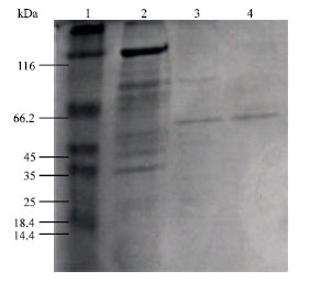 Image for - Purification and Properties of a Lipase from Thermophilic Geobacillus stearothermophilus Strain-5