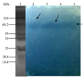 Image for - Purification and Properties of a Lipase from Thermophilic Geobacillus stearothermophilus Strain-5
