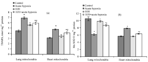 Image for - Activity and Expression of the Antioxidant Enzyme MnSOD in the Mitochondria During Prolonged Hypoxia/hyperoxia Exposure