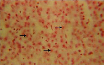 Image for - Liver of the Snow Trout, Schizothorax curvifrons Heckel: A Histochemical Study