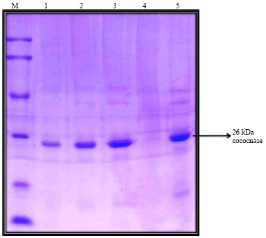 Image for - Possible-efficacy of 26 kDa Antheraea mylitta Cocoonase in Cocoon-cooking