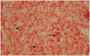 Image for - Liver of the Snow Trout, Schizothorax curvifrons Heckel: A Histochemical Study