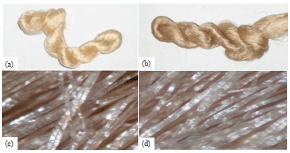 Image for - Possible-efficacy of 26 kDa Antheraea mylitta Cocoonase in Cocoon-cooking
