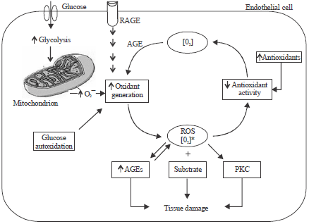 Image for - Oxidative Stress in Diabetes Mellitus