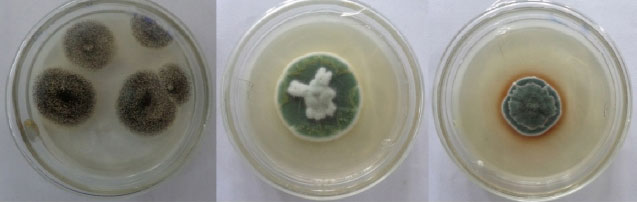 Image for - Long Term Preservation of Commercial Important Fungi in Glycerol at 4°C