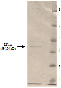 Image for - Medium Optimization, Purification, Characterization and Specificity Studies of Extracellular RNase from Streptomyces sp. (NCIM 2081)