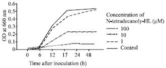 Image for - N-Tetradecanoyl Homoserine Lactone, Signaling Compound for Quorum Sensing, Inhibits Porphyromonas gingivalis Growth