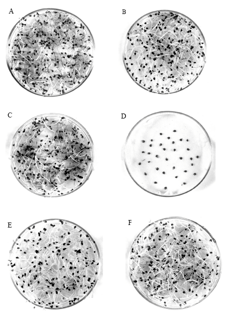 Image for - Infection of Jute Seedlings by the Phytopathogenic Fungus Macrophomina phaseolina Mediated by Endogenous Lectin