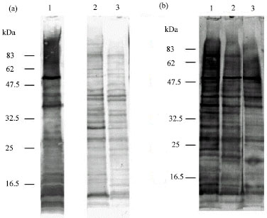 Image for - N-Tetradecanoyl Homoserine Lactone, Signaling Compound for Quorum Sensing, Inhibits Porphyromonas gingivalis Growth