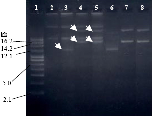 Image for - Transformation and Expression of β-glucanase Gene in Lactobacillus Strains Isolated from Gastrointestinal Tract of Chickens