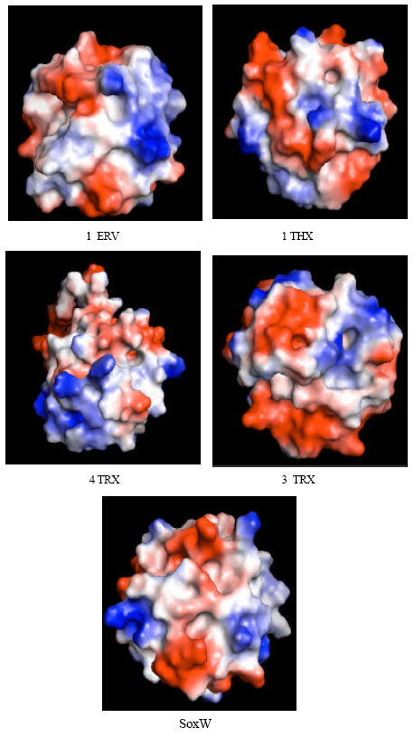 Image for - Structural and Functional Characterization of SoxW-a Thioredoxin Involved in the Transport of Reductants During Sulfur Oxidation by the Global Sulfur Oxidation Reaction Cycle