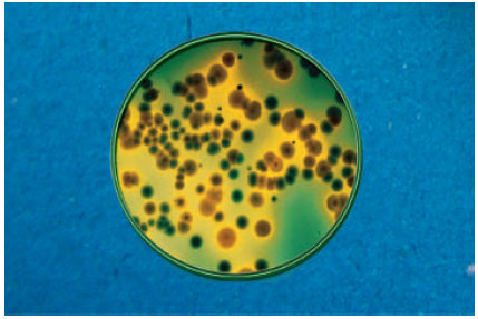 Image for - Isolation, Identification and Determination of Antibiotic Susceptibility of Vibrio parahaemolyticus from Shrimp at Khulna Region of Bangladesh
