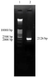 Image for - Gene Cloning of Toxoplasma gondii Heat Shock Protein 90