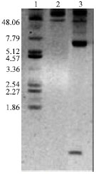 Image for - Plasmid Profile and Antibiogram of Isolates of Pasteurella multocida from Ducks in Kerala, India