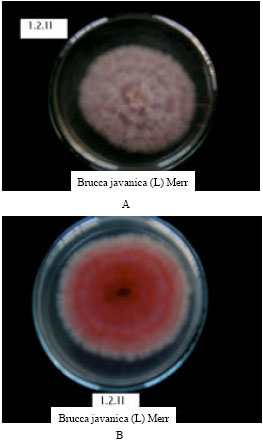 Image for - Cytotoxic Secondary Metabolites from Fermentation Broth of Brucea javanica Endophytic Fungus 1.2.11
