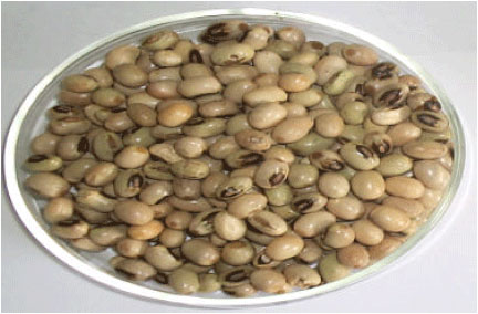 Image for - Microorganisms Associated with Natural Fermentation of African Yam Bean (Sphenostylis sternocarpa Harms) Seeds for the Production of Otiru