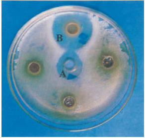 Image for - Antibacterial Activity of Tamarindus indica Fruit and Piper nigrum Seed