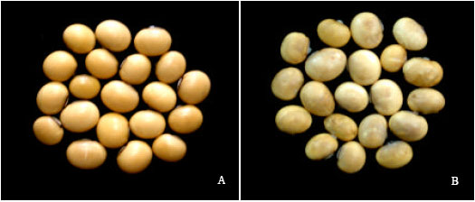 Image for - Histopathological Studies on Soybean Seeds Infected by Fusarium oxysporum f. sp. glycines and Screening of Potential Biocontrol Agents