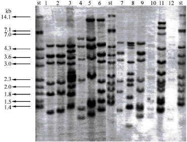 Image for - IS6110 Fingerprinting of Mycobacterium tuberculosis Strains Isolated from Northwest of Iran