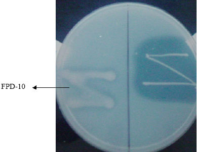 Image for - Growth Promotional Potential of Pseudomonas fluorescens FPD-10 and its Interaction with Bradyrhizobium sp.
