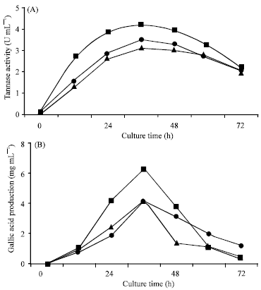 Image for - Gallic Acid Production by Submerged Fermentation of Aspergillus aculeatus DBF9